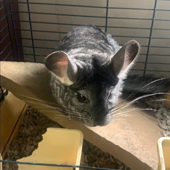 Chinchilla For Sale >> Chinchilla For Sale Chinchilla For Sale >> Chinchilla For Sale